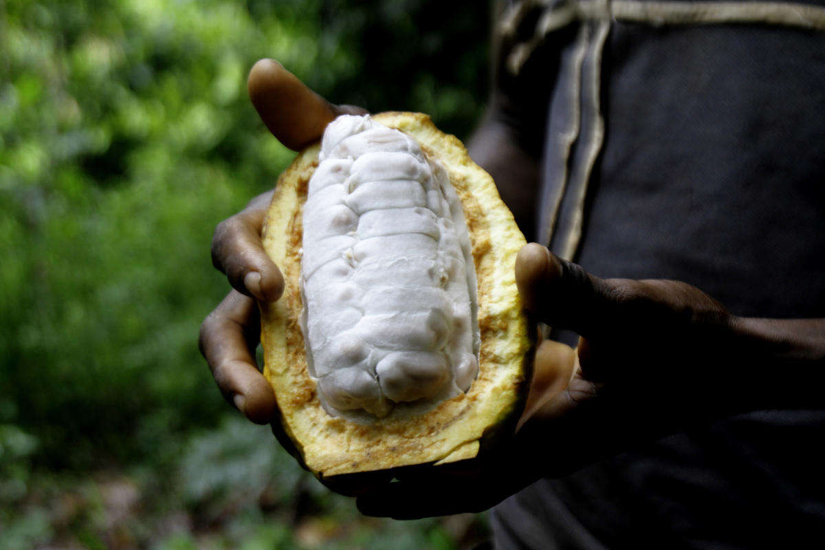 Les producteurs de cacao craignent que le changement climatique ne fasse baisser la production agricole