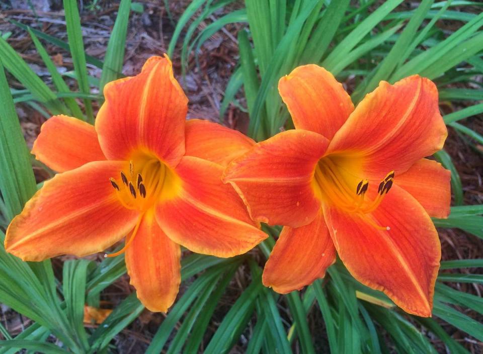 Daylilies