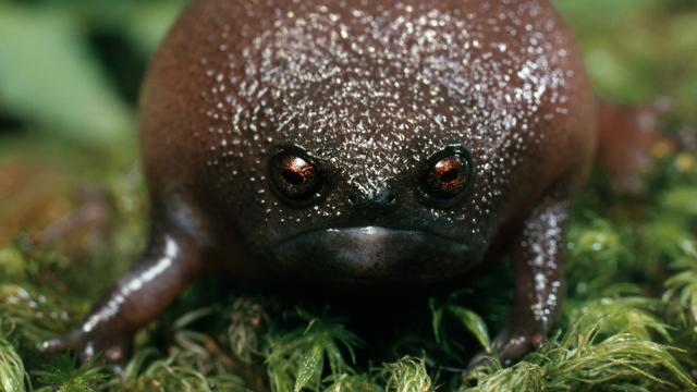 Black rain frog: The bizarre, grumpy-faced amphibian that's terrible at  jumping and swimming