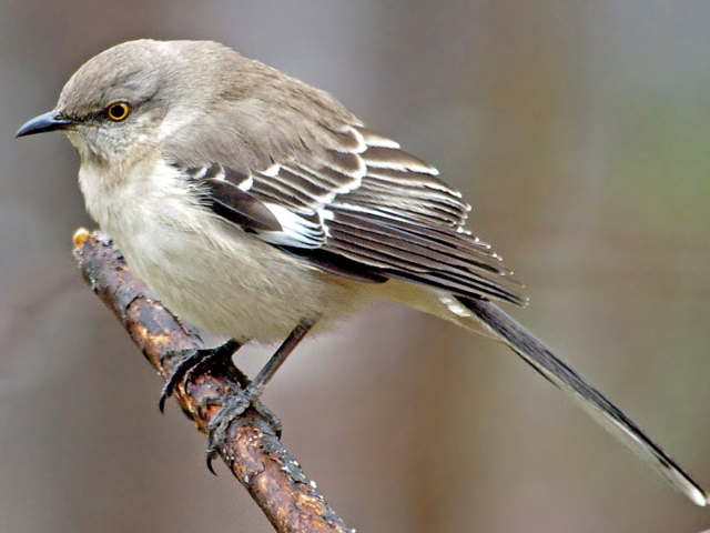 Every State's Official Bird