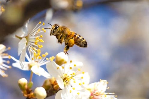   <span class="attribution"><a class="link " href="https://www.shutterstock.com/image-photo/flying-honey-bee-collecting-pollen-tree-1949855746" rel="nofollow noopener" target="_blank" data-ylk="slk:Minko Peev/Shutterstock;elm:context_link;itc:0;sec:content-canvas">Minko Peev/Shutterstock</a></span>