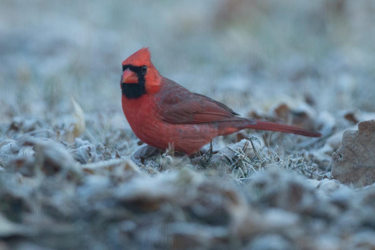The vibrant red of a cardinal contrasts with the frosty grass as it searches for loose bird seed under a feeder in Shawnee County. This weekend is the Great Backyard Bird Count where people all over the globe can participate as citizen scientists to help collect data on the winged creatures.
