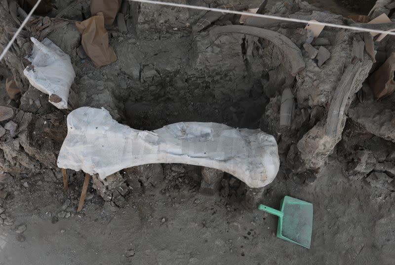 Archaeologists from the National Institute of Anthropology and History (INAH) work at a site where they are unearthing remains of mammoths, in Zumpango