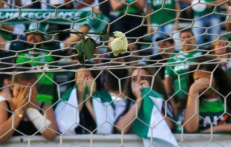 A flower is seen as fans of Chapecoense pay tribute at the Arena Conda stadium in Chapeco, Brazil. REUTERS/Ricardo Moraes