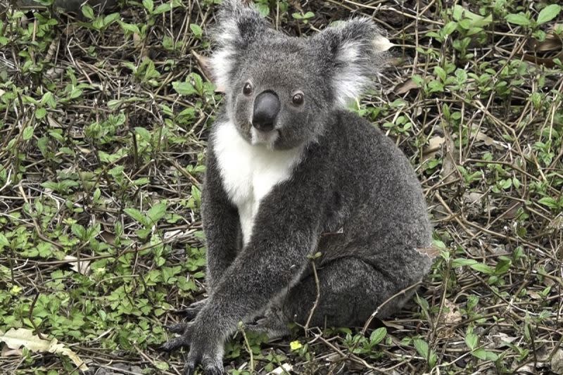 ▲木柵動物園無尾熊館平日限定的新開放區域，可以在視覺上滿足遊客近距離觀察無尾熊的好奇心。（圖／臺北市立動物園授權提供）