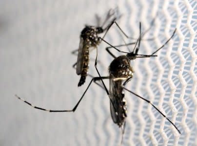 Aedes aegypti mosquitoes are seen inside Oxitec laboratory in Campinas, Brazil, February 2, 2016. REUTERS/Paulo Whitaker/File Photo