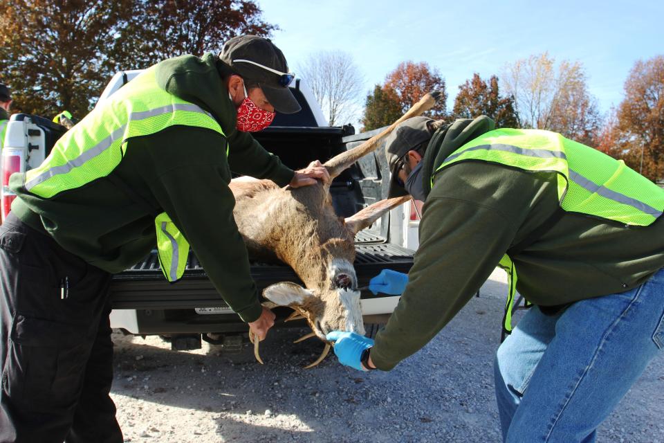 MDC staff extract lymph nodes at a Chronic Wasting Disease sampling site in Bolivar Nov. 14, 2021.