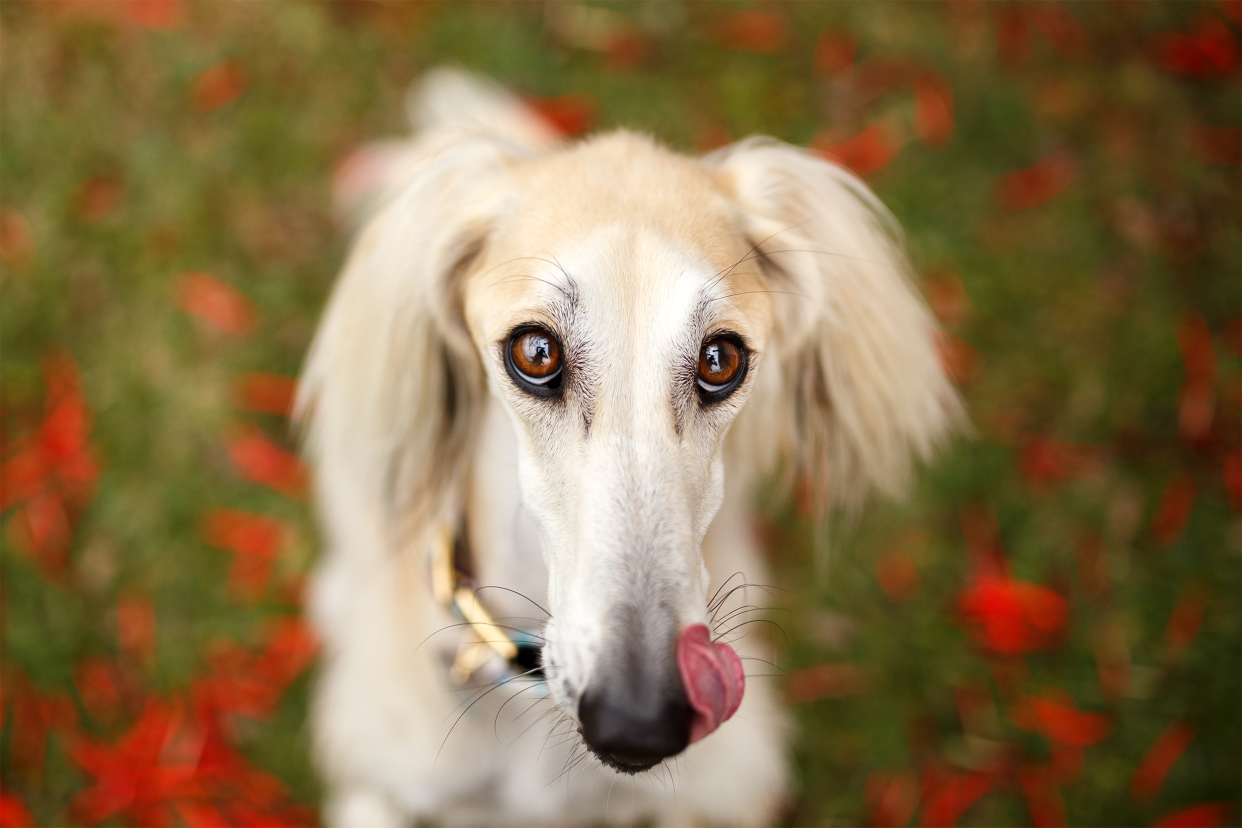 dog licking nose