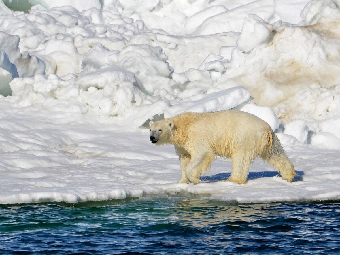 A polar bear dries off after taking a swim in the Chukchi Sea in Alaska in this photo from June 2014. A polar bear attacked and killed two people in a remote village in western Alaska, according to state troopers.  (Brian Battaile/U.S. Geological Survey/The Associated Press - image credit)