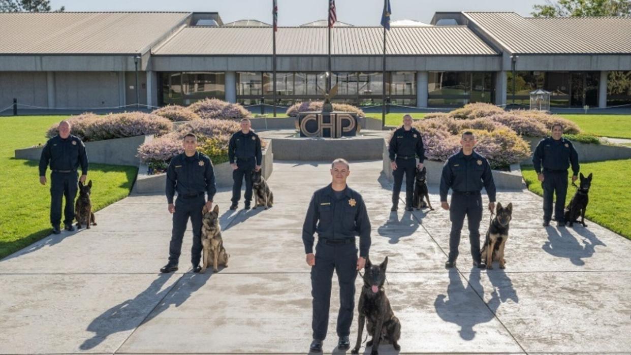<div>CHP welcomes 8 new dogs to their team. (Photo courtesy of California Highway Patrol).</div>