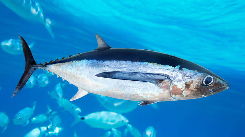 Albacore tuna fish