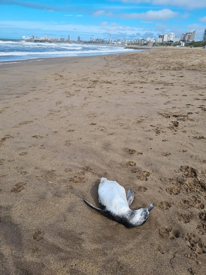 Los especímenes aparecieron en las playas de Mar del Plata.
