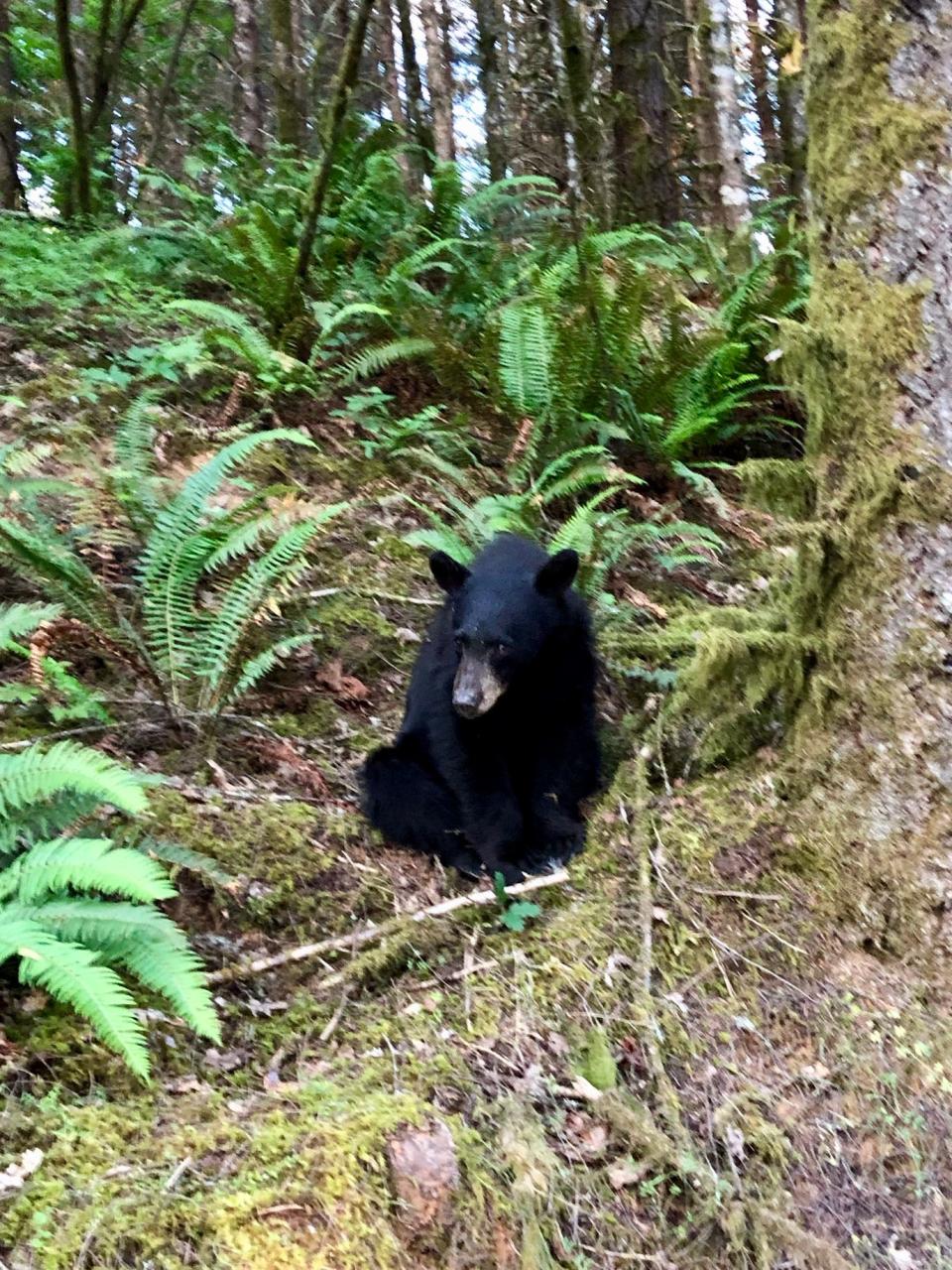 A young black bear was shot and killed by Oregon officials after becoming so habituated to humans that people reportedly took selfies with it.