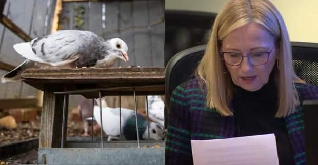 North Vancouver District Coun. Betty Forbes had been in a years-long dispute with her neighbour over his pigeons and, subsequently, became involved in a years-long legal action over her lobbying of councillors to ban pigeons.  (CBC News - image credit)