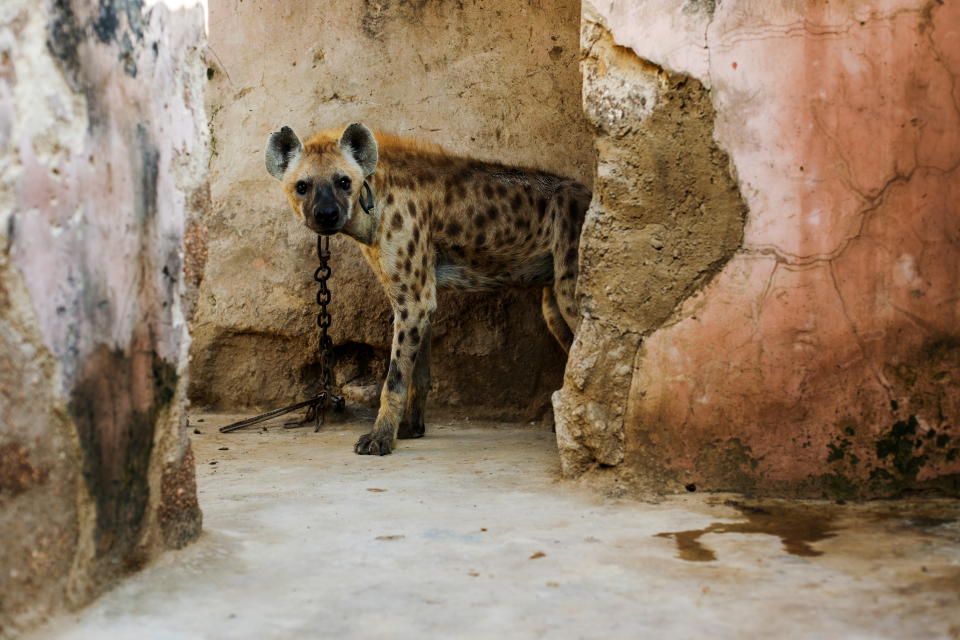 Así son los pueblos de Nigeria donde las hienas conviven como mascotas