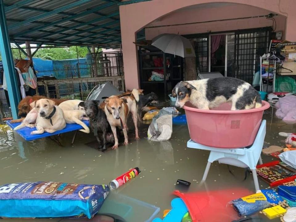 Social media has been rife with videos and stories of people saving animals who were affected by the flood, rescuing them from semi-submerged houses and rooftops. — Picture via Facebook