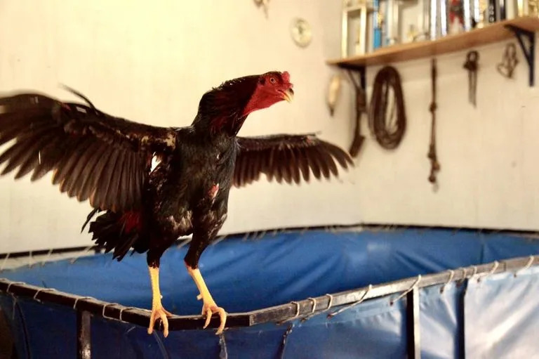 Un gallo en un ring de entrenamiento en el conurbano bonaerense