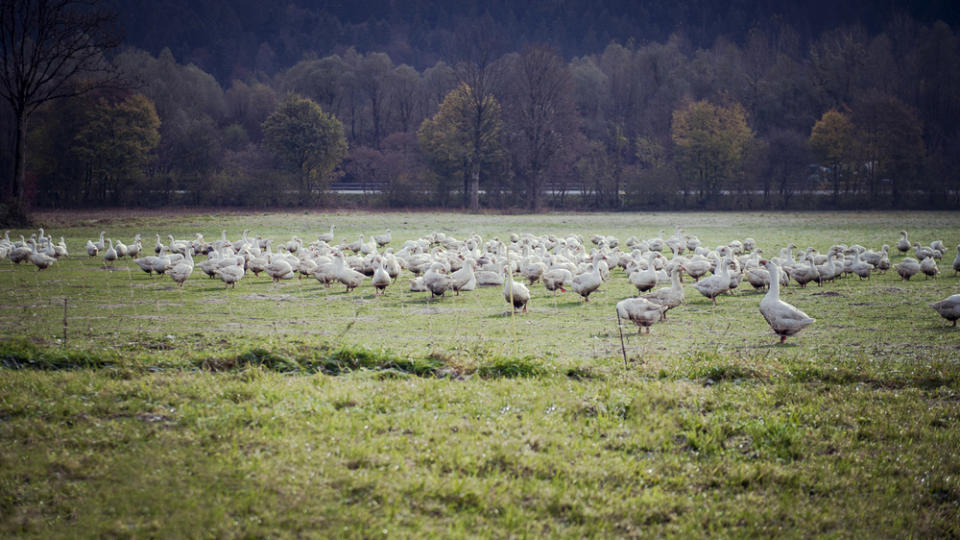 Gänse auf der Weide des Heimstätter Gänsehofs