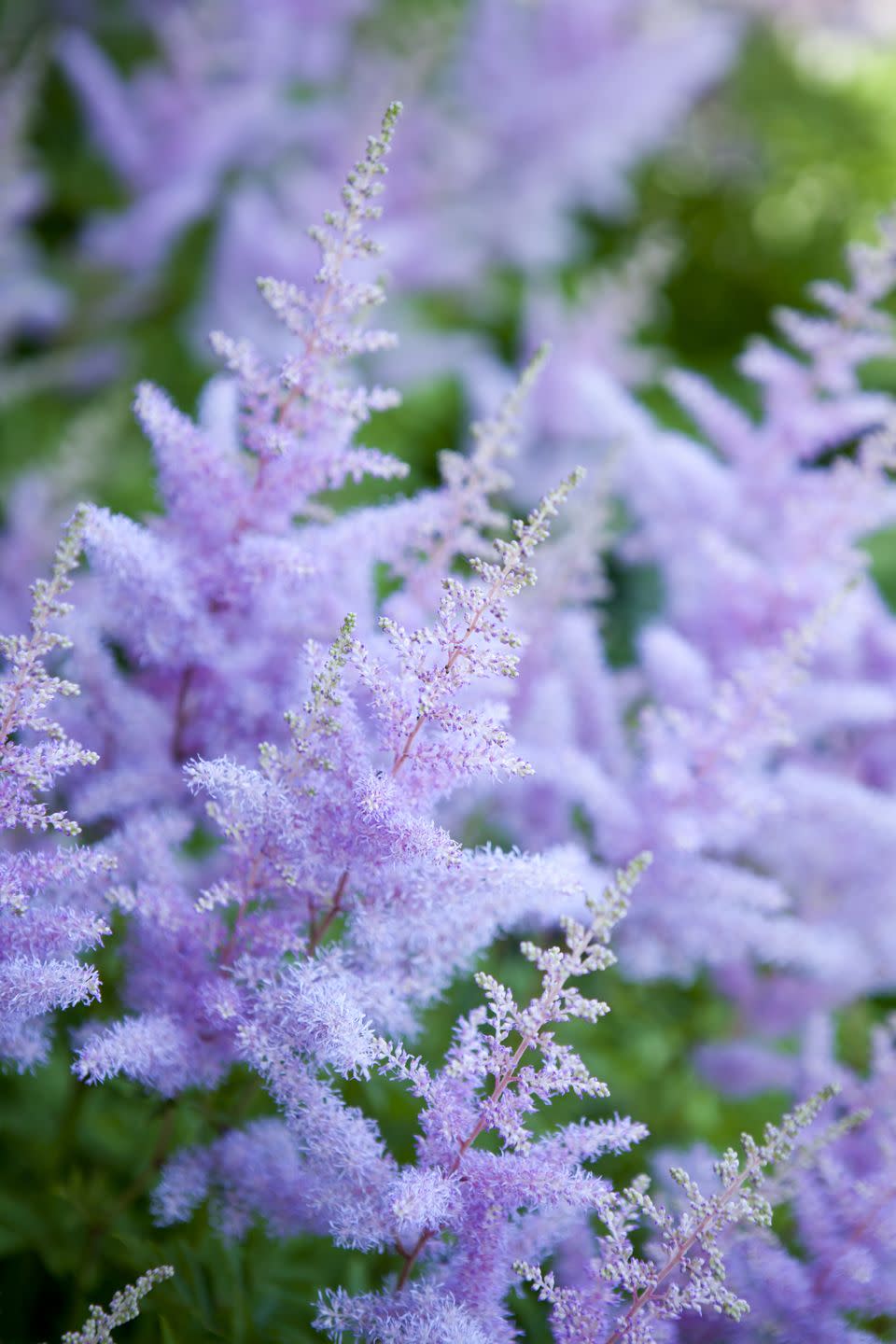 shade flowers astilbe