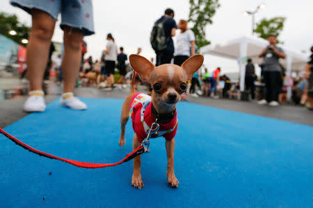 A pet gets ready to run a mini-marathon for dogs in Bangkok, Thailand May 7, 2017. REUTERS/Jorge Silva