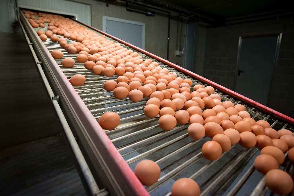 Dutch police made two arrests on Thursday as part of their investigation into the tainted egg scandal (AFP Photo/KRISTOF VAN ACCOM)