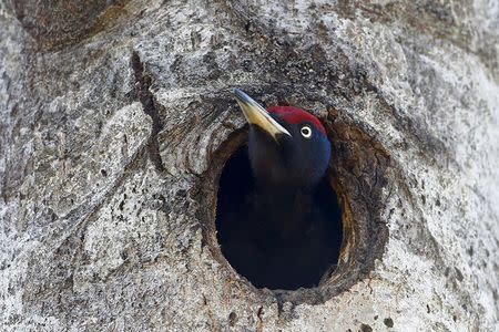 A woodpecker looks out of a hollow in a tree in the 30 km (19 miles) exclusion zone around the Chernobyl nuclear reactor near the abandoned village of Babchin, Belarus, April 3, 2016. REUTERS/Vasily Fedosenko