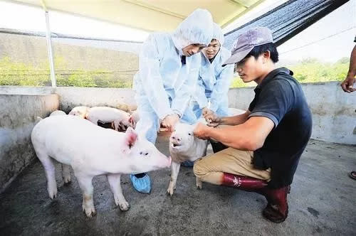Farmed animals receiving a vaccine.