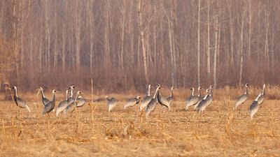 Nationally Protected White-naped Cranes at Beijing's Miyun Close-to-Nature Forest Management and Bird Habitat Optimization Project  Photo: Song Huiqiang