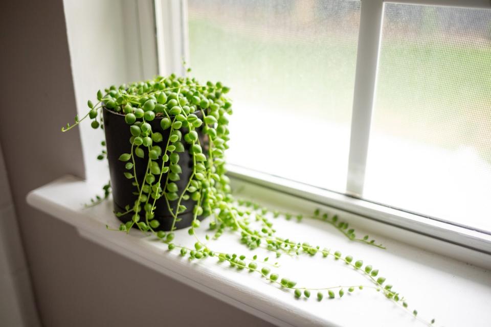 A potted String of Pearls plant on a windowsill