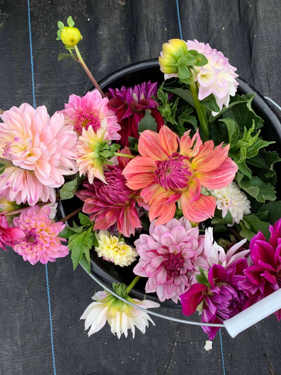 Pick a bucket of flowers at The Farmer's Daughter in South Kingstown.