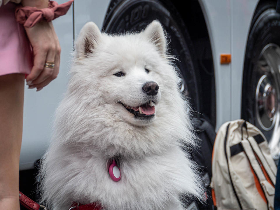 Dogs of the Tour de France