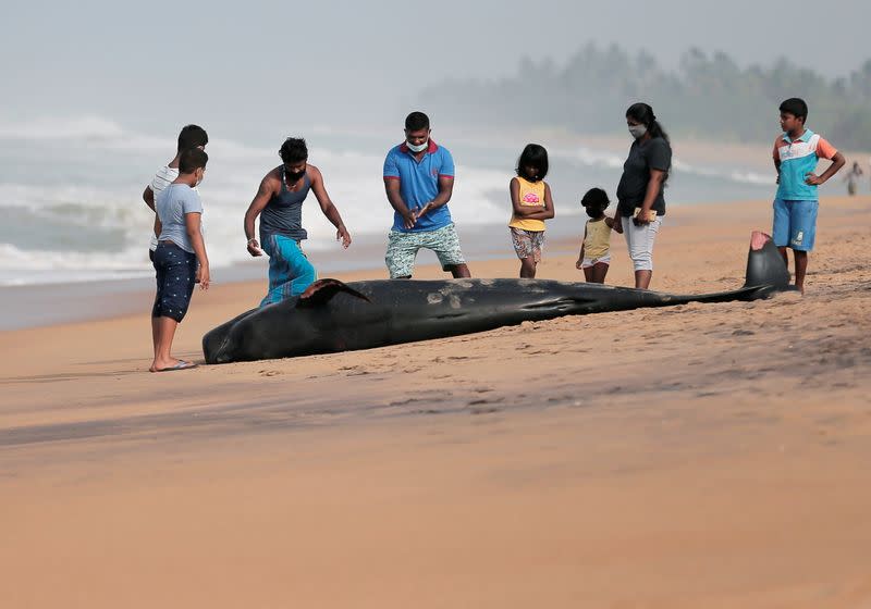 People look at a dead pilot whale after being stranded on a beach in Panadura