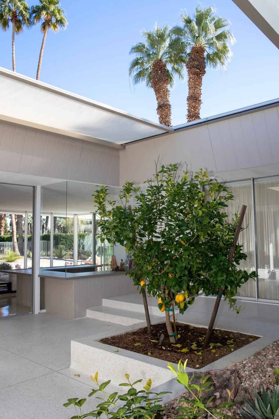 A lemon tree grows inside the atrium at a Cody Court home built by architect William Cody, in Rancho Mirage, Calif., on Monday, February 12, 2024.