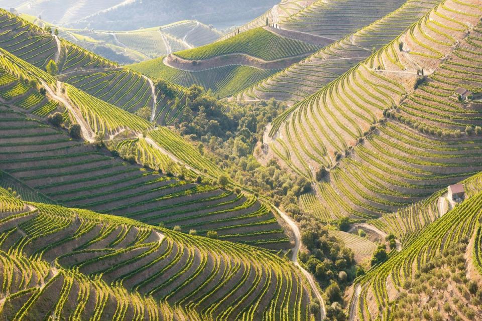 Over 80 vineyards dot the enchanting Douro Valley near Porto (Getty Images/iStockphoto)