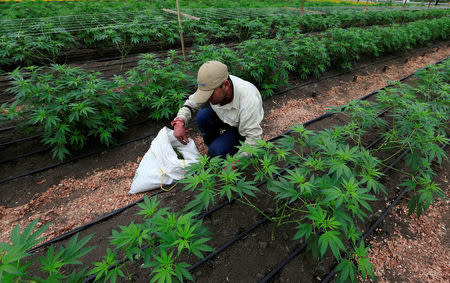 A man gathers marijuana plants for medicinal use at the company Pharmacielo in Rionegro, Colombia March 2, 2018. REUTERS/Jaime Saldarriaga