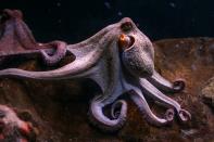 <p>From the amount of hearts each octopus has to what music they enjoy; our eight-limbed friends are some of the most interesting sea creatures that inhabit the oceans. With strong roots in mythology and even stronger roots within science investigations, the modern-day octopus is a species that we have yet to fully understand. These fascinating facts are just scratching the surface...<br></p>