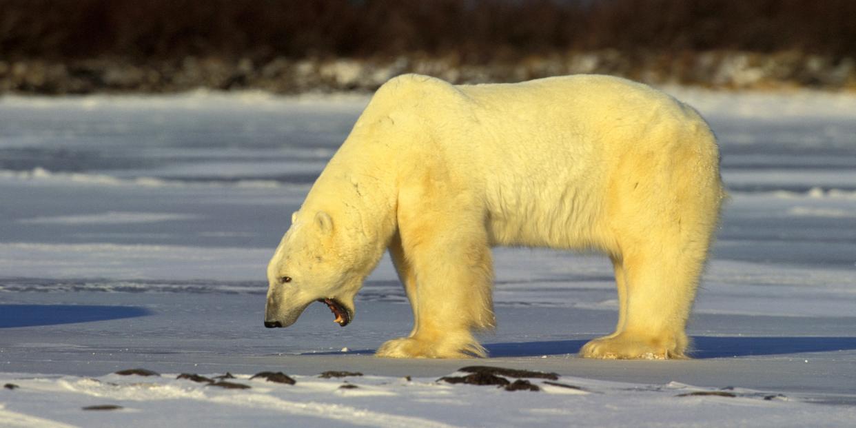 An adult male Polar Bear