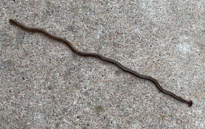 A family recently discovered a hammerhead worm on their property in southeast Springfield.