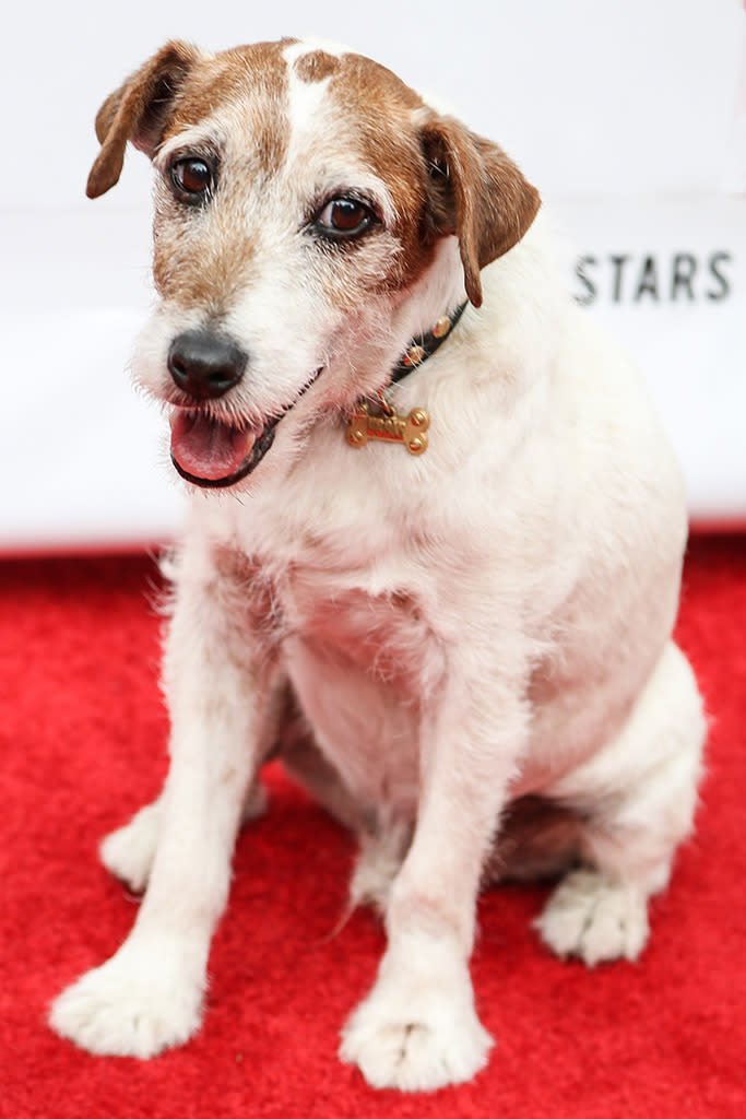 Uggie