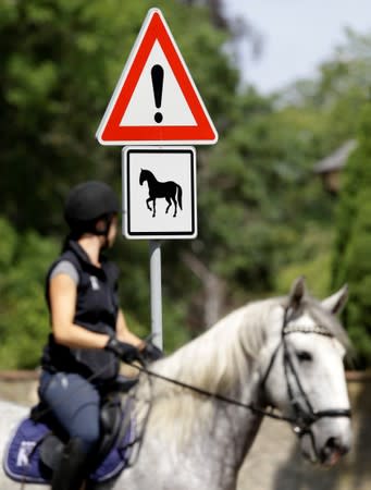 An employee of The National Stud Kladruby nad Labem rides a horse in the town of Kladruby nad Labem