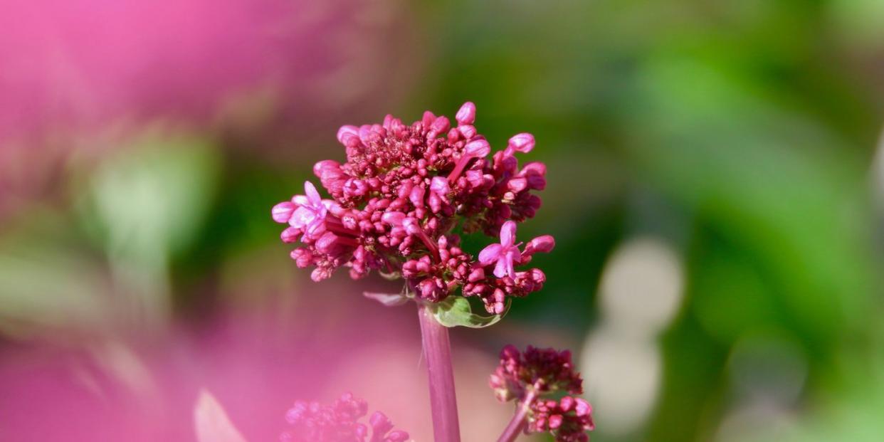 the valerian