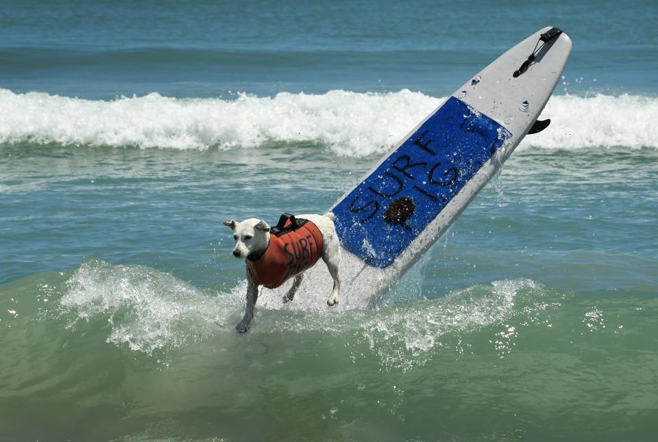 Surf Pig, a three-legged female Jack Russell terrier, was a crowd favorite at previous East Coast Dog Surfing Festivals.