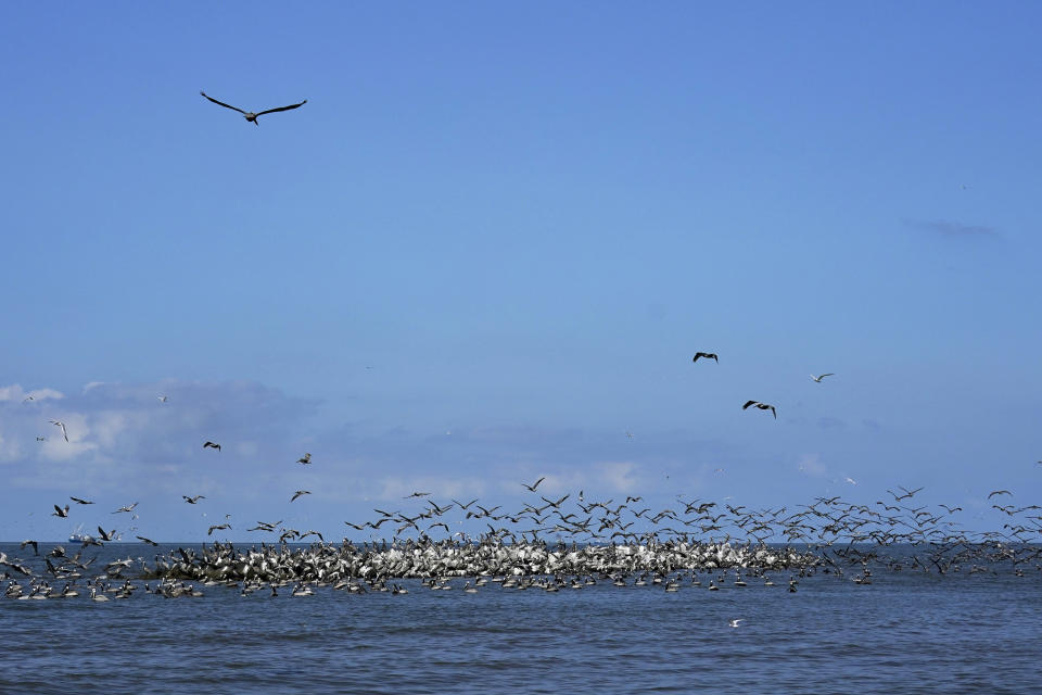 Brown pelicans congregate on rock revetment along Raccoon Island, a Gulf of Mexico barrier island that is a nesting ground for brown pelicans, terns, seagulls and other birds, in Chauvin, La., Tuesday, May 17, 2022. Vanishing islands threaten one of the last century’s most celebrated conservation success stories — the decades-long effort to bring the pelicans back from the edge of extinction. (AP Photo/Gerald Herbert)