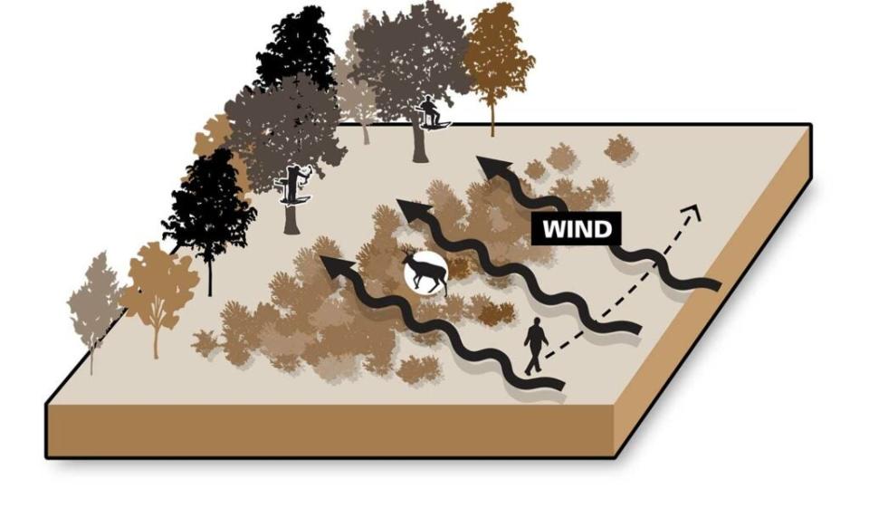 wind bumps illustration driving deer from upwind.