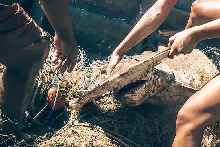 Un tiburón martillo, especie en extinción, atrapado en una red de pesca