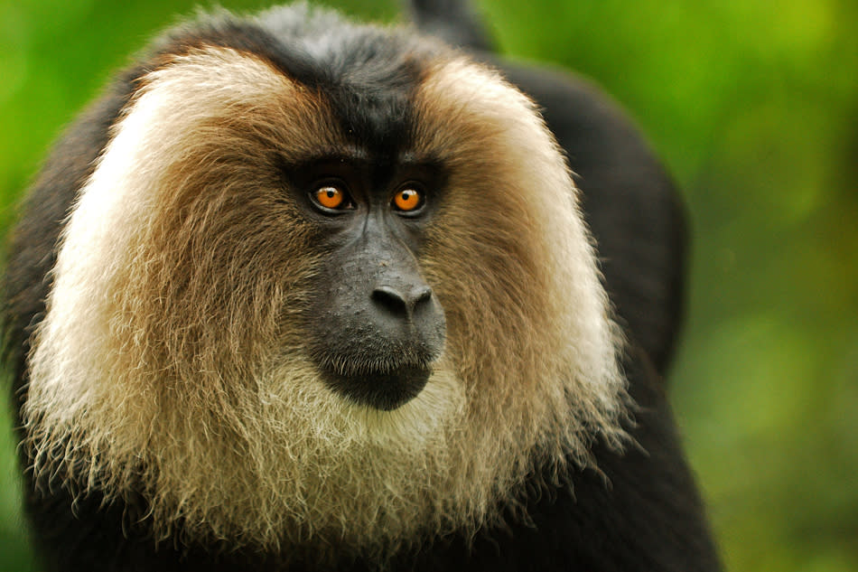 <p>The highly endangered <a href="http://en.wikipedia.org/wiki/Lion-tailed_Macaque" rel="nofollow noopener" target="_blank" data-ylk="slk:Lion-tailed Macaque (Macaca silenus);elm:context_link;itc:0;sec:content-canvas" class="link ">Lion-tailed Macaque <em>(Macaca silenus)</em></a> is a primate which lives in troupes. Their very small numbers make this a rare sight. Text and photo credit <a href="http://amoghavarsha.com/" rel="nofollow noopener" target="_blank" data-ylk="slk:Amoghavarsha;elm:context_link;itc:0;sec:content-canvas" class="link ">Amoghavarsha</a>.</p>