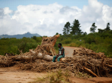 A man sits on a tree that was uprooted by Cyclone Idai at Peacock Growth Point in Chimanimani, Zimbabwe March 22, 2019. REUTERS/Philimon Bulawayo