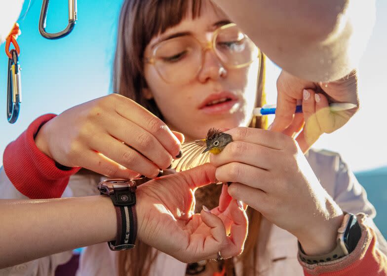 CANYON COUNTRY , CA - APRIL 11: Maeve Secor, a PhD student at USC, processes a Nashville warbler caught in a net on a ridge-line known as Bear Divide to study migratory birds in San Gabriel Mountains on Tuesday, April 11, 2023 in Canyon Country , CA. (Irfan Khan / Los Angeles Times)