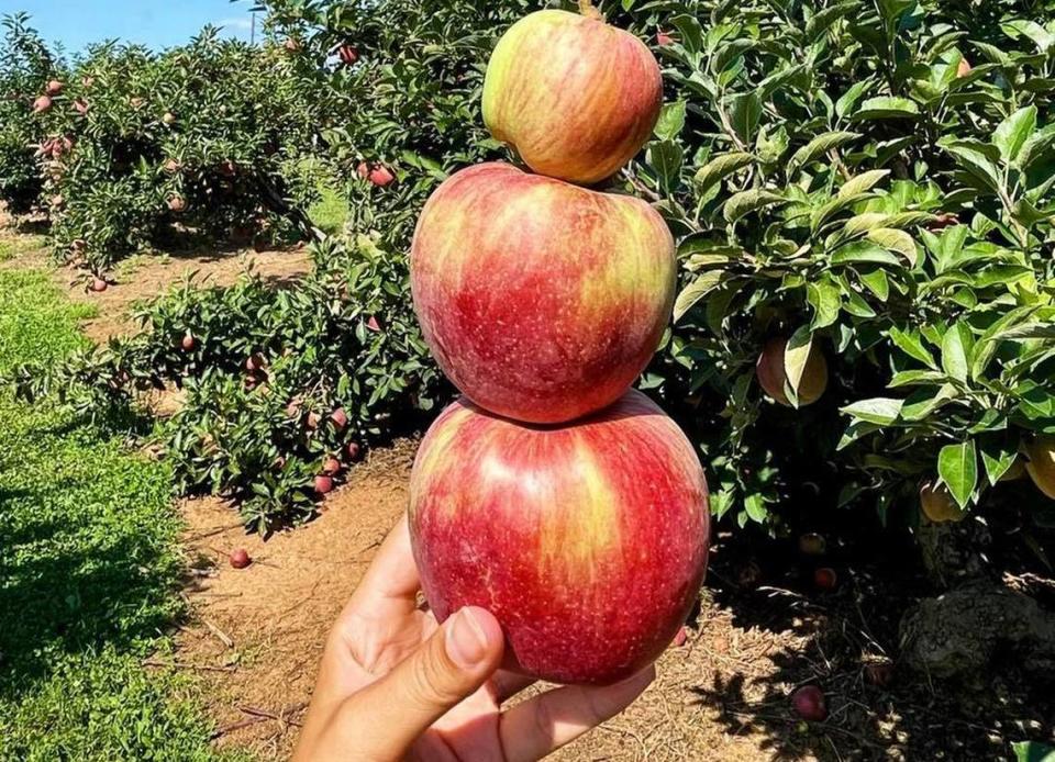 In addition to apple picking during the fall, Carrigan Farms also offers pumpkin picking and the Scarrigan Farms haunted trail.