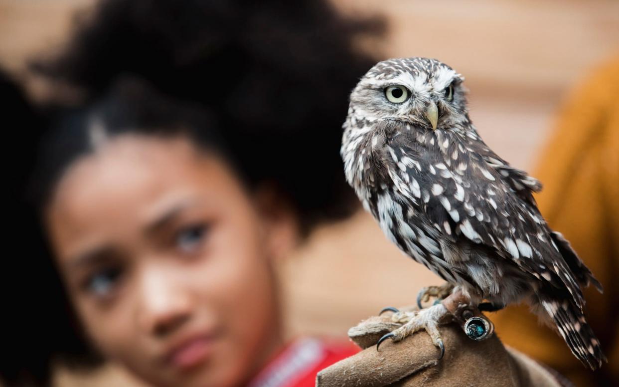 Anita Morris set up a charity to pair birds of prey with therapy - E+